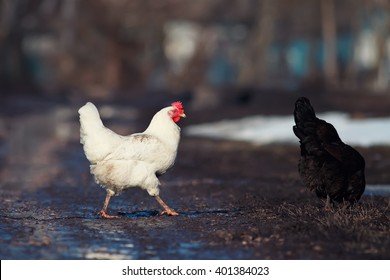 Romania - chicken road demo