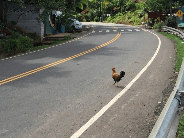 Discover juego chicken road
