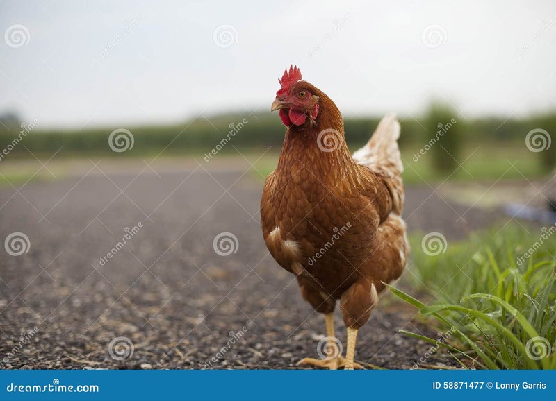 Explore chicken road oficial